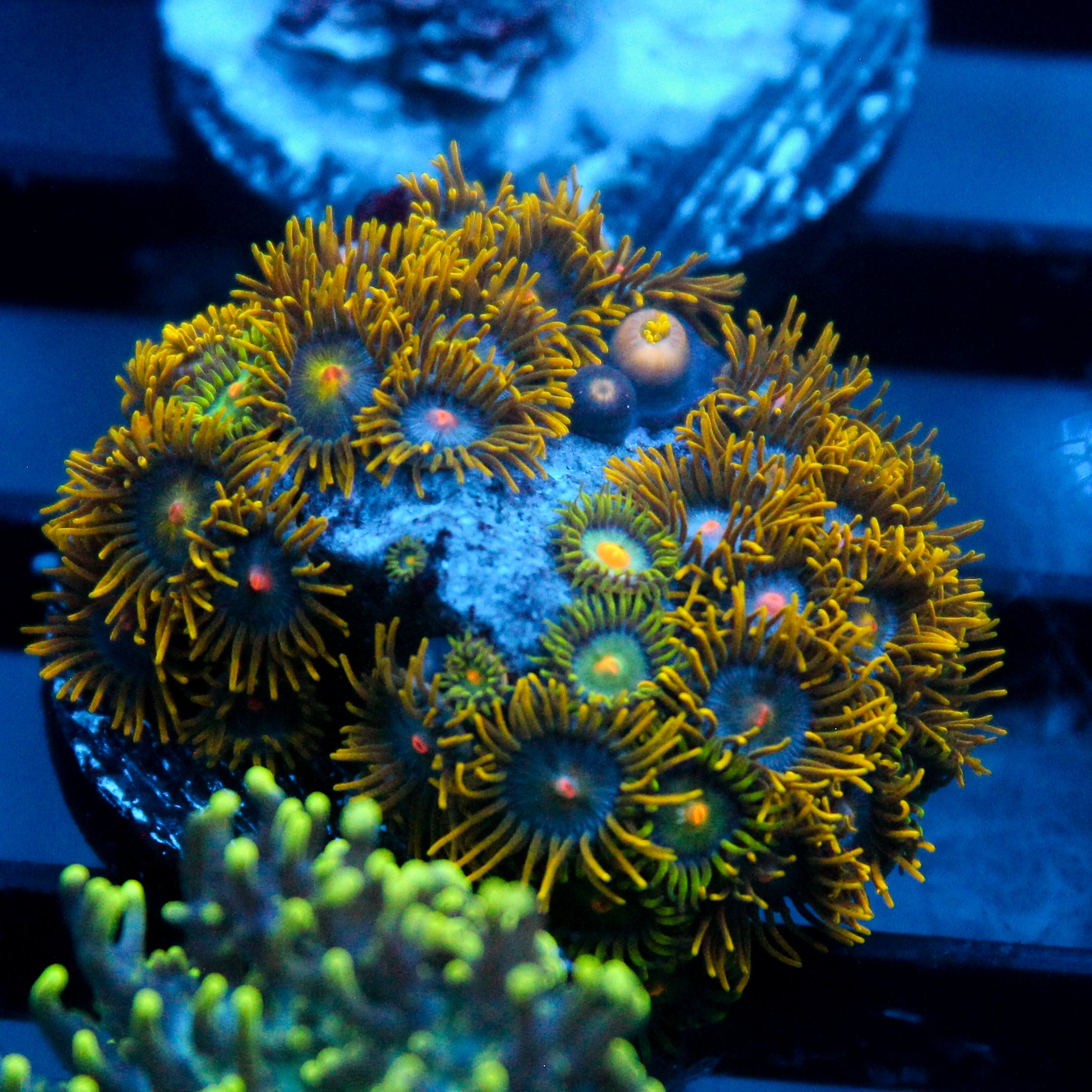 JC Gold Gobbler Zoanthid
