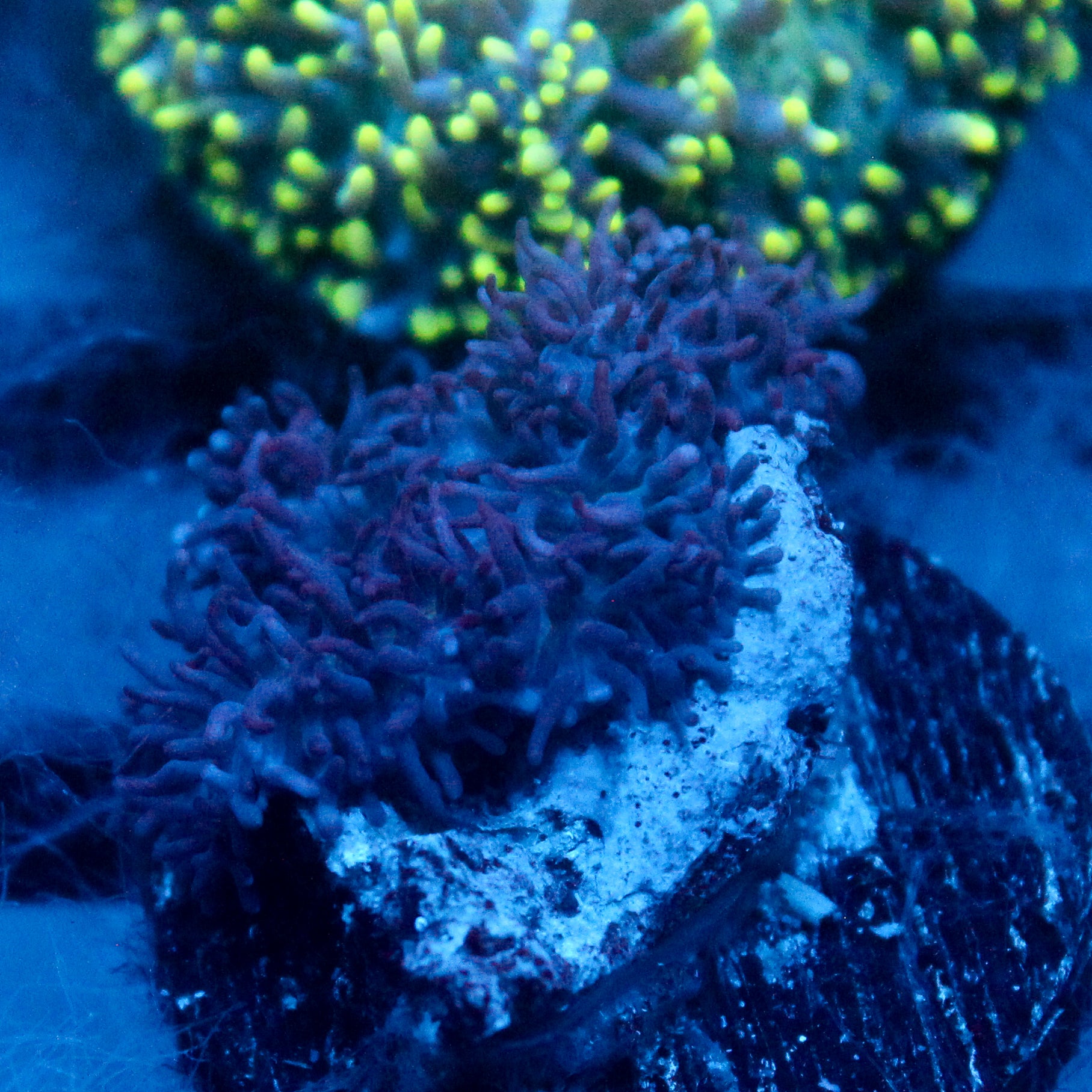 JC Fuzzy Mushroom