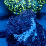 JC Fuzzy Mushroom