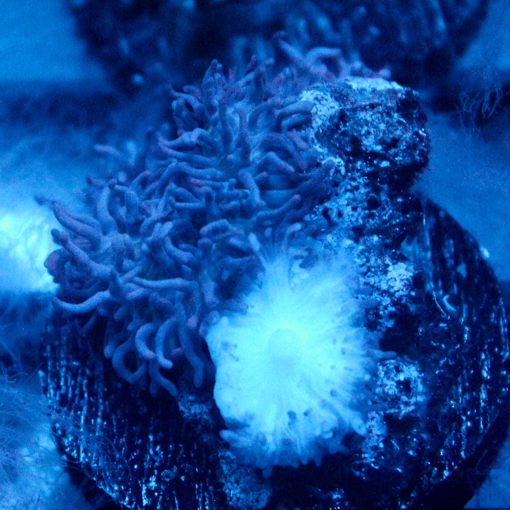 JC Fuzzy Mushroom
