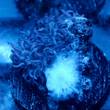 JC Fuzzy Mushroom