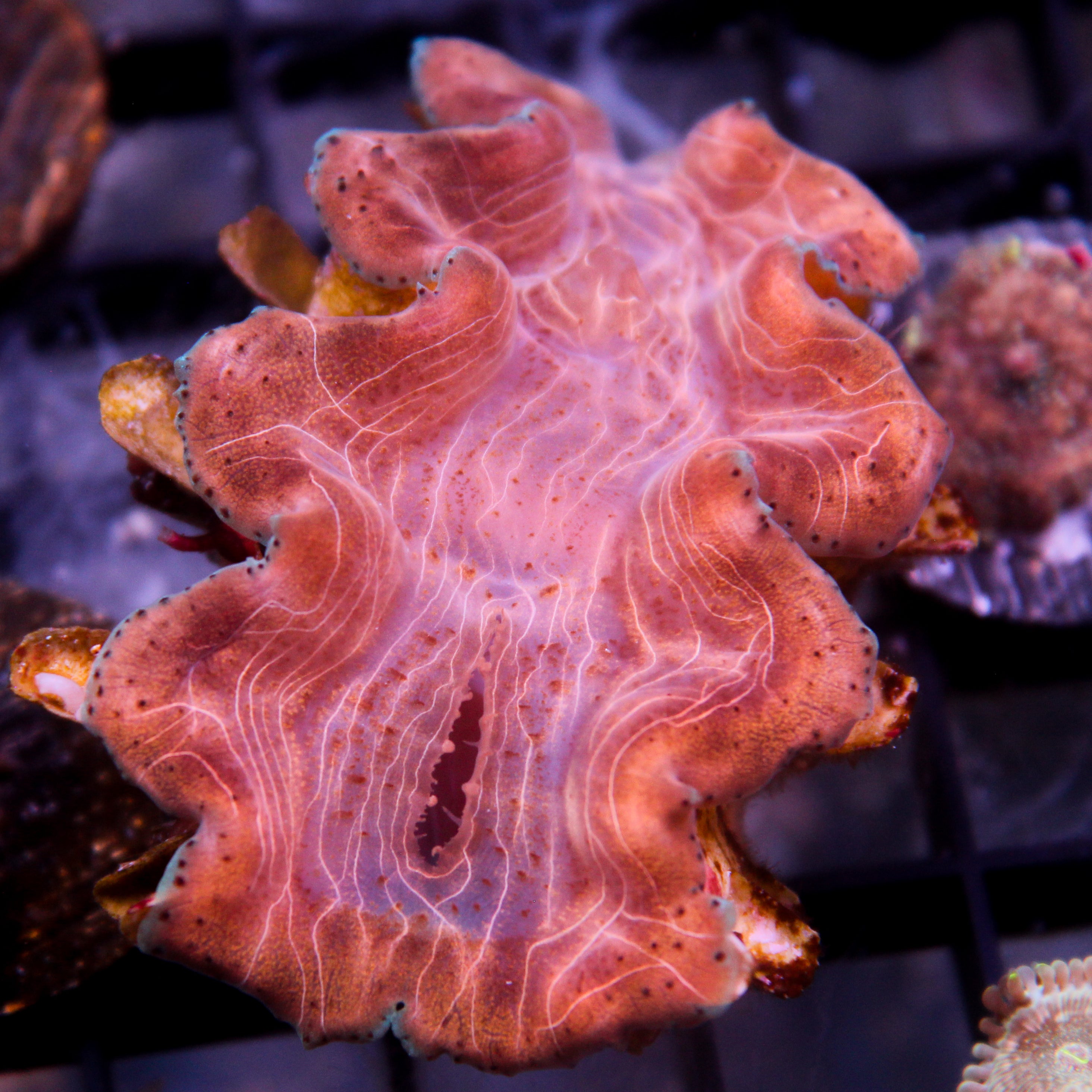 JC Biota Aquacultured Squamosina