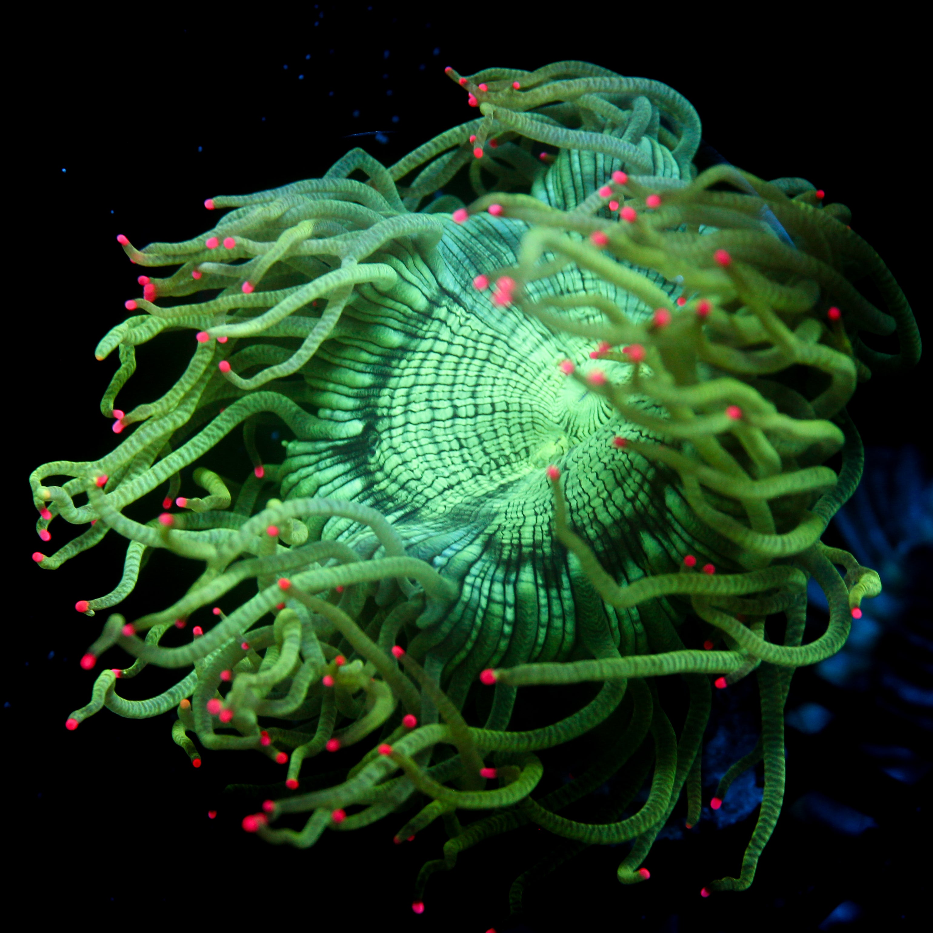 JC Neon Pink Tip Biota Aquacultured Elegance