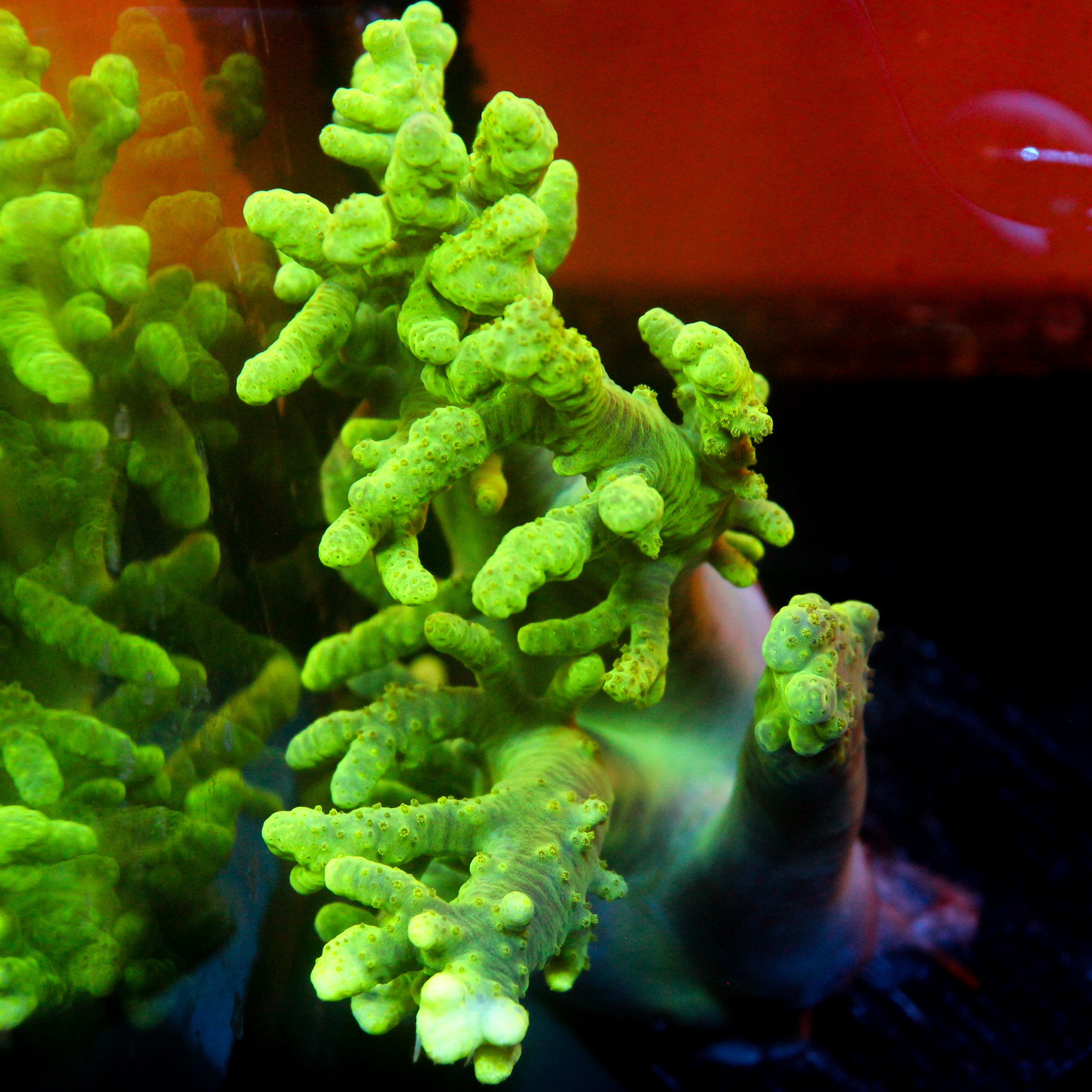 JC XL Neon Green Sinularia