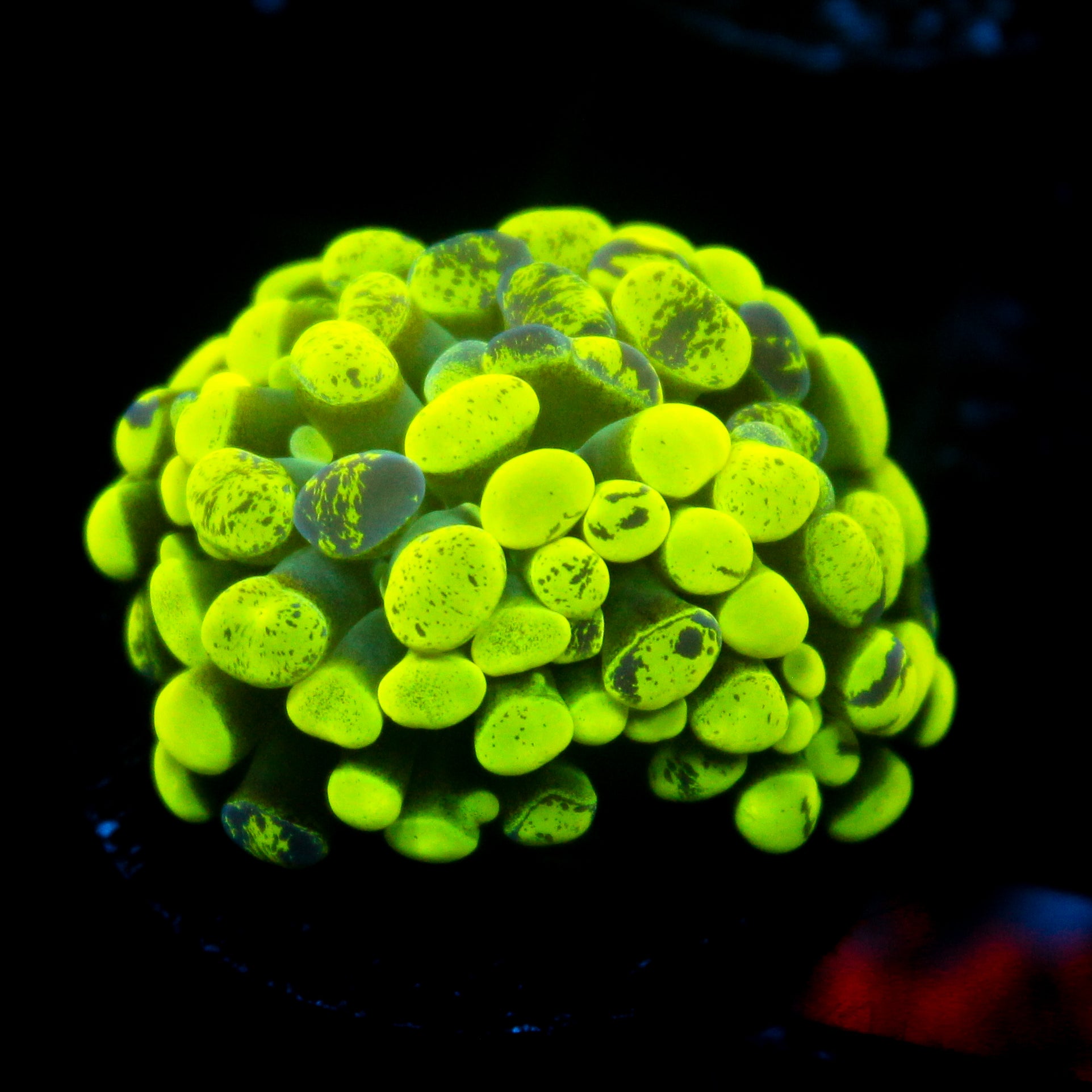 JC Neon Splatter Hammer