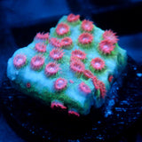 JC Evil Swarm Cyphastrea