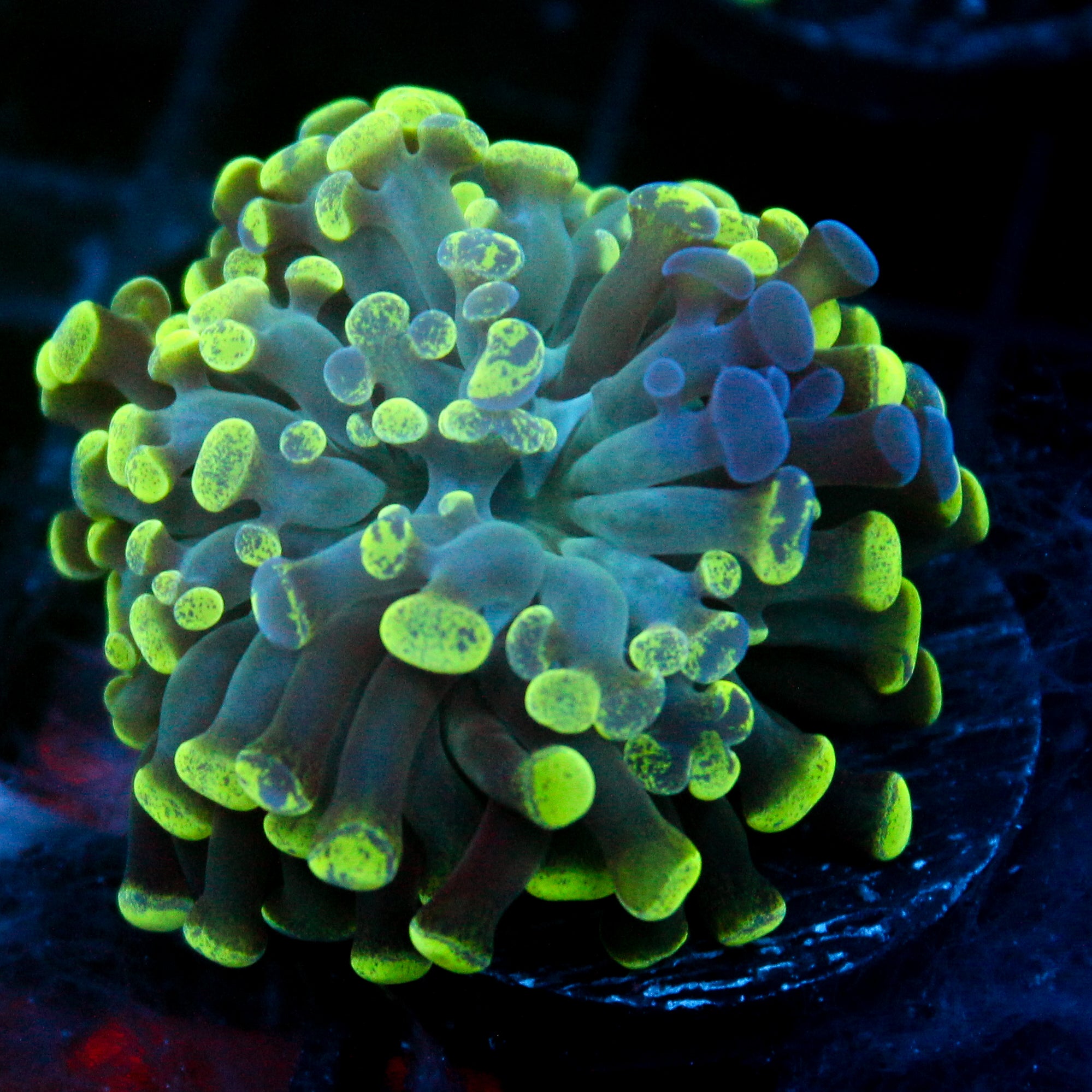 JC Ultra Splatter Hammer