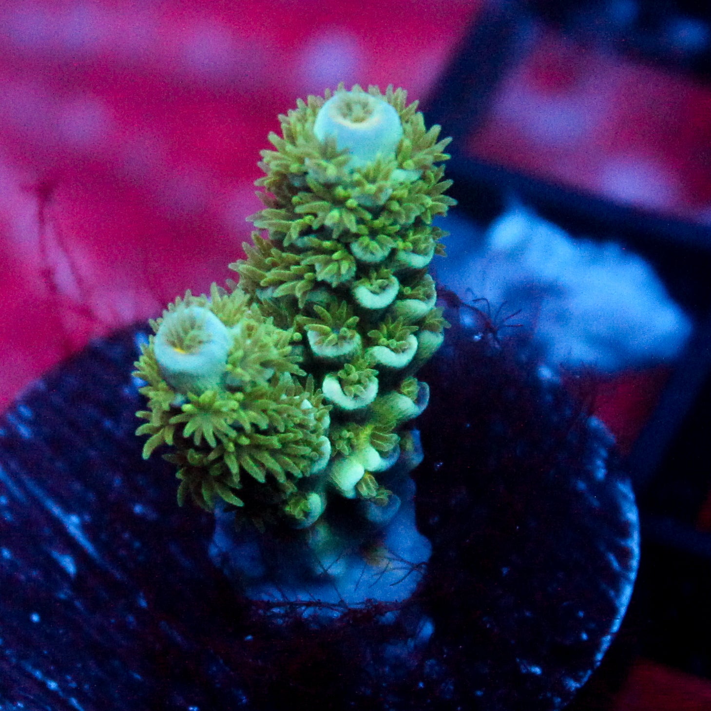 JC Green Furr Acro