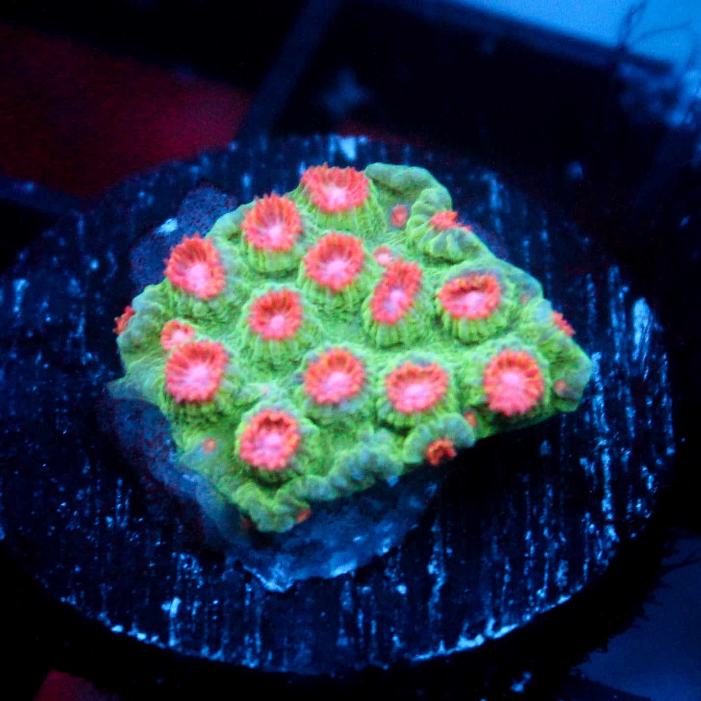 JC Evil Swarm Cyphastrea