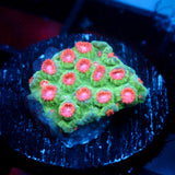 JC Evil Swarm Cyphastrea