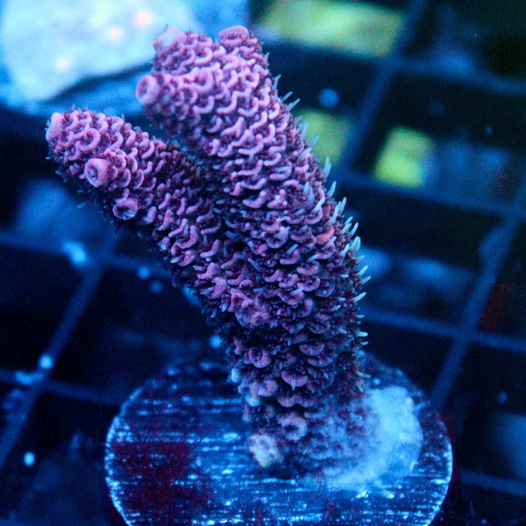 JC Purple Flux Acro
