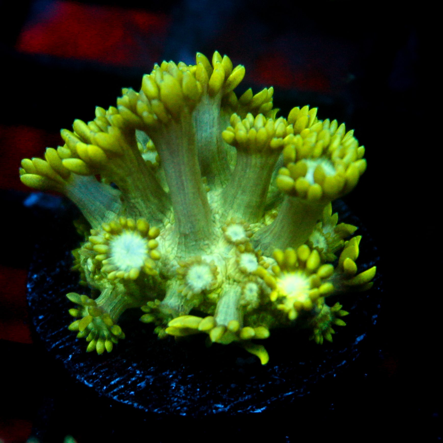 JC Uranium Fever Goni