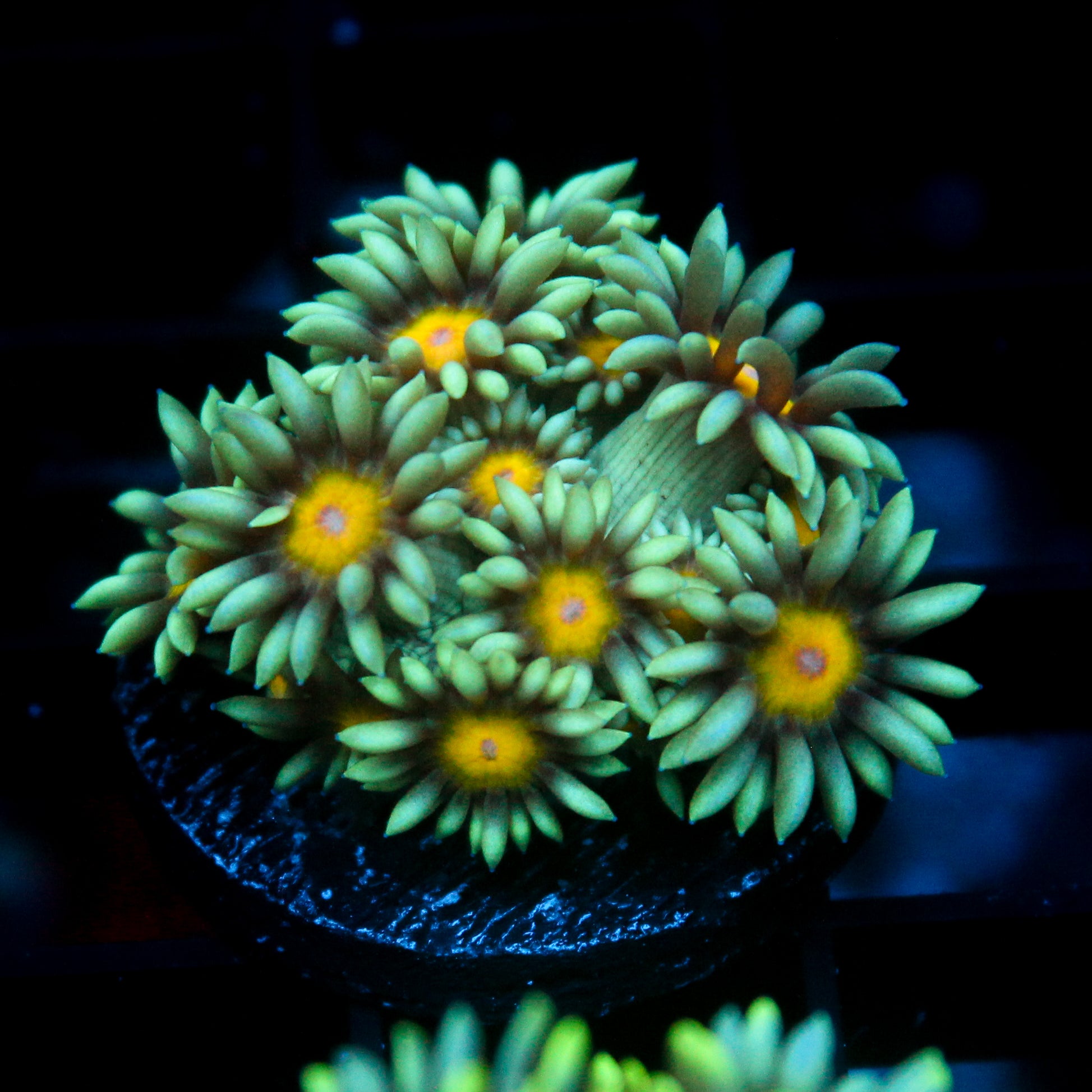 JC Sunflower Goni