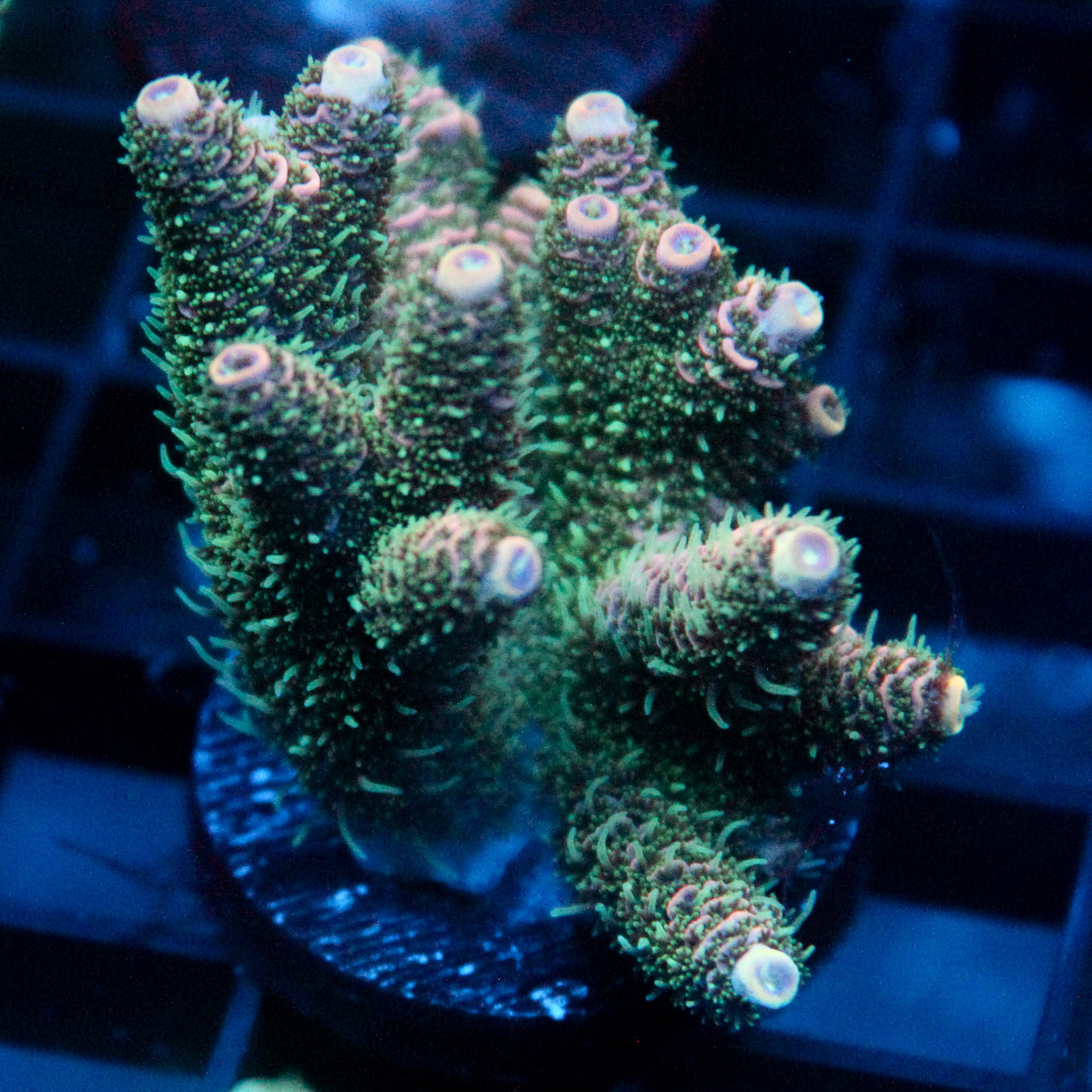 JC Enchantment Acro