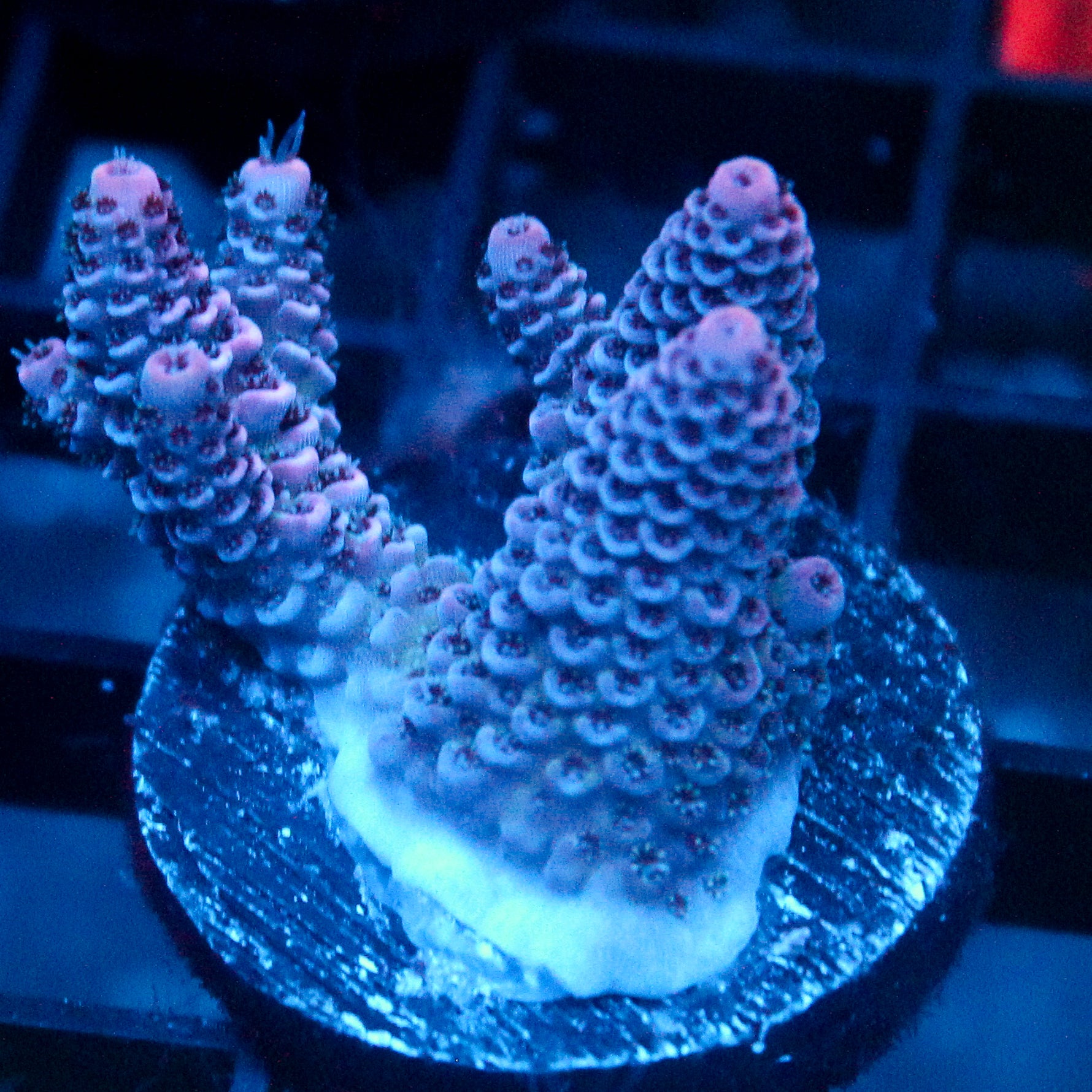 JC Purple Flux Acro
