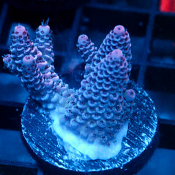 JC Purple Flux Acro