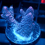 JC Purple Flux Acro