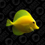 Biota Yellow Tang 2.5