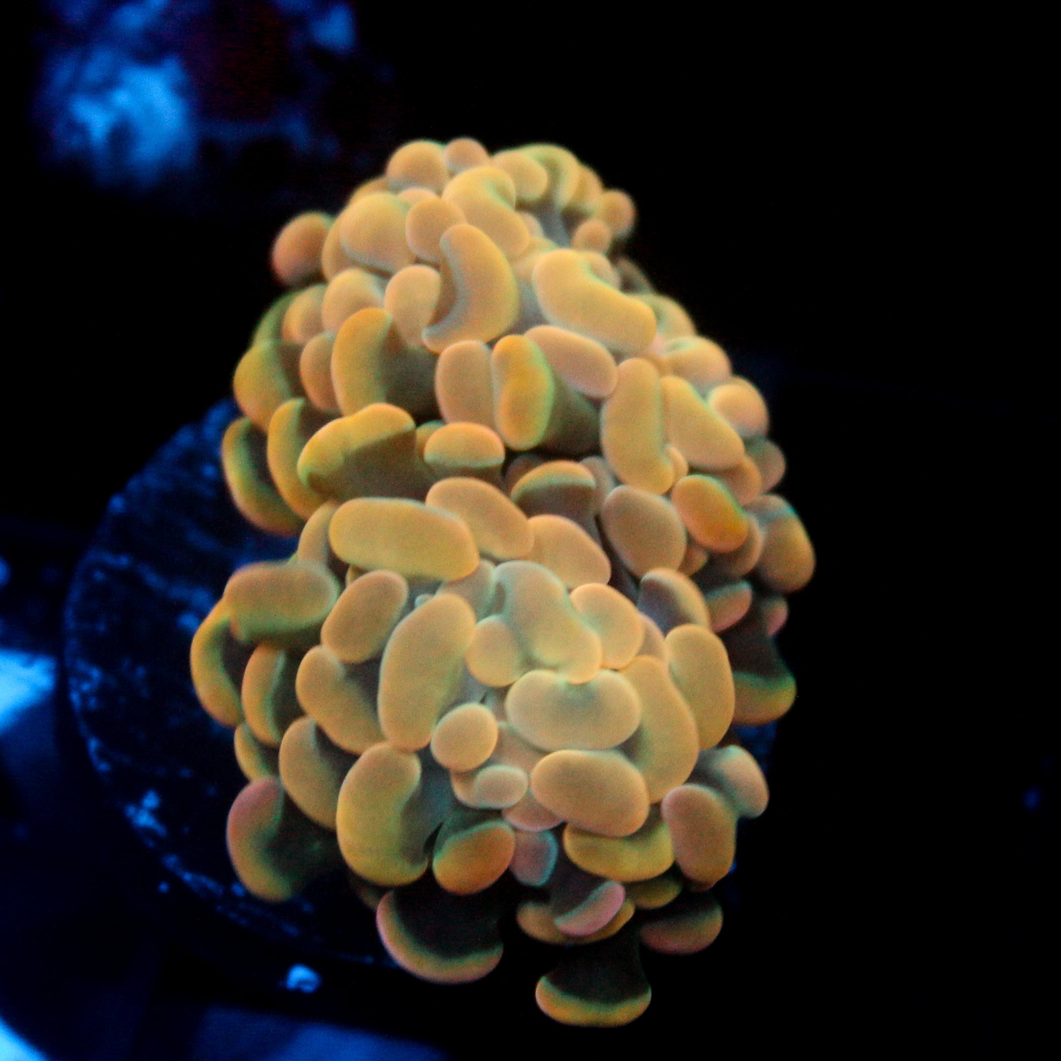 JC Orange Glow Hammer