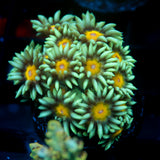 JC Sunflower Goni