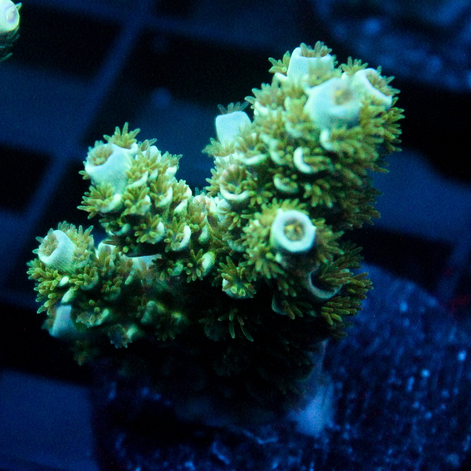 JC Green Furr Acro