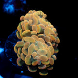 JC Orange Glow Hammer