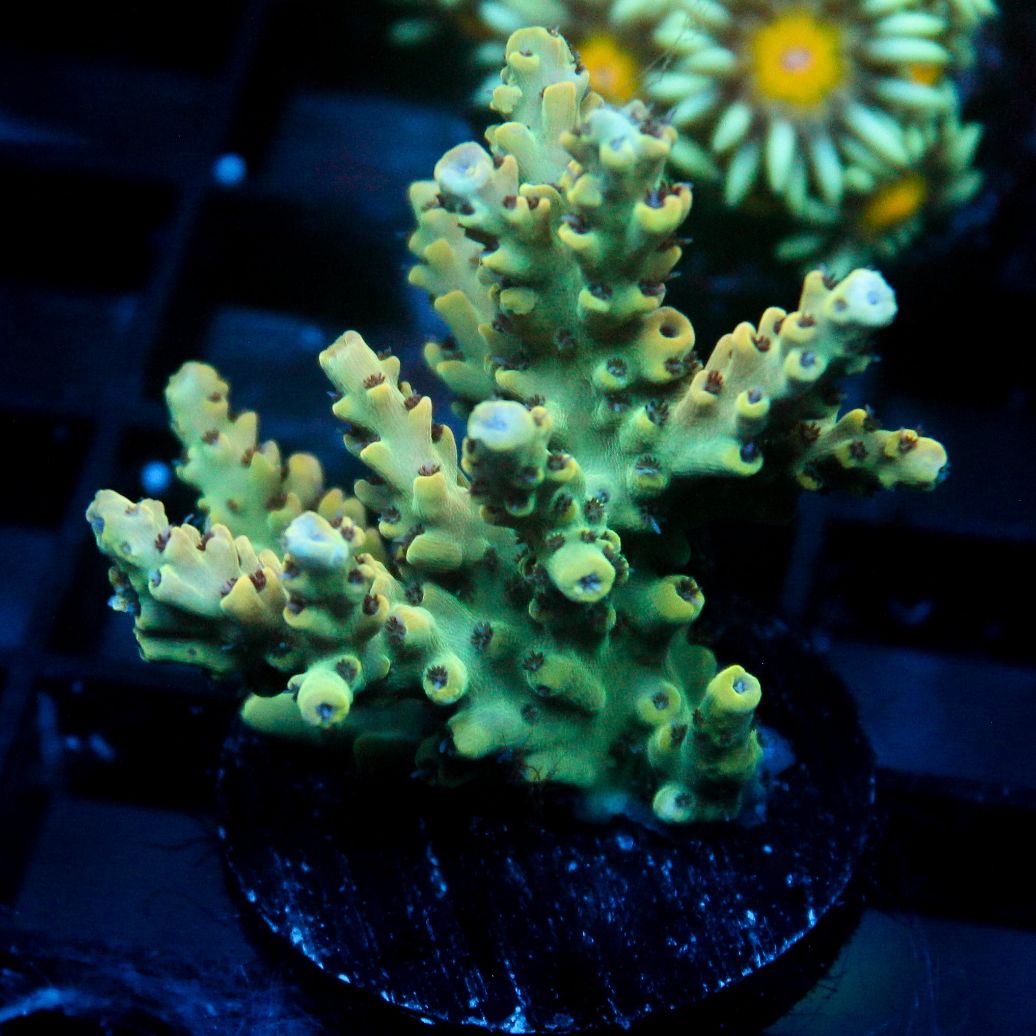 JC Frankensteins Monster Acro