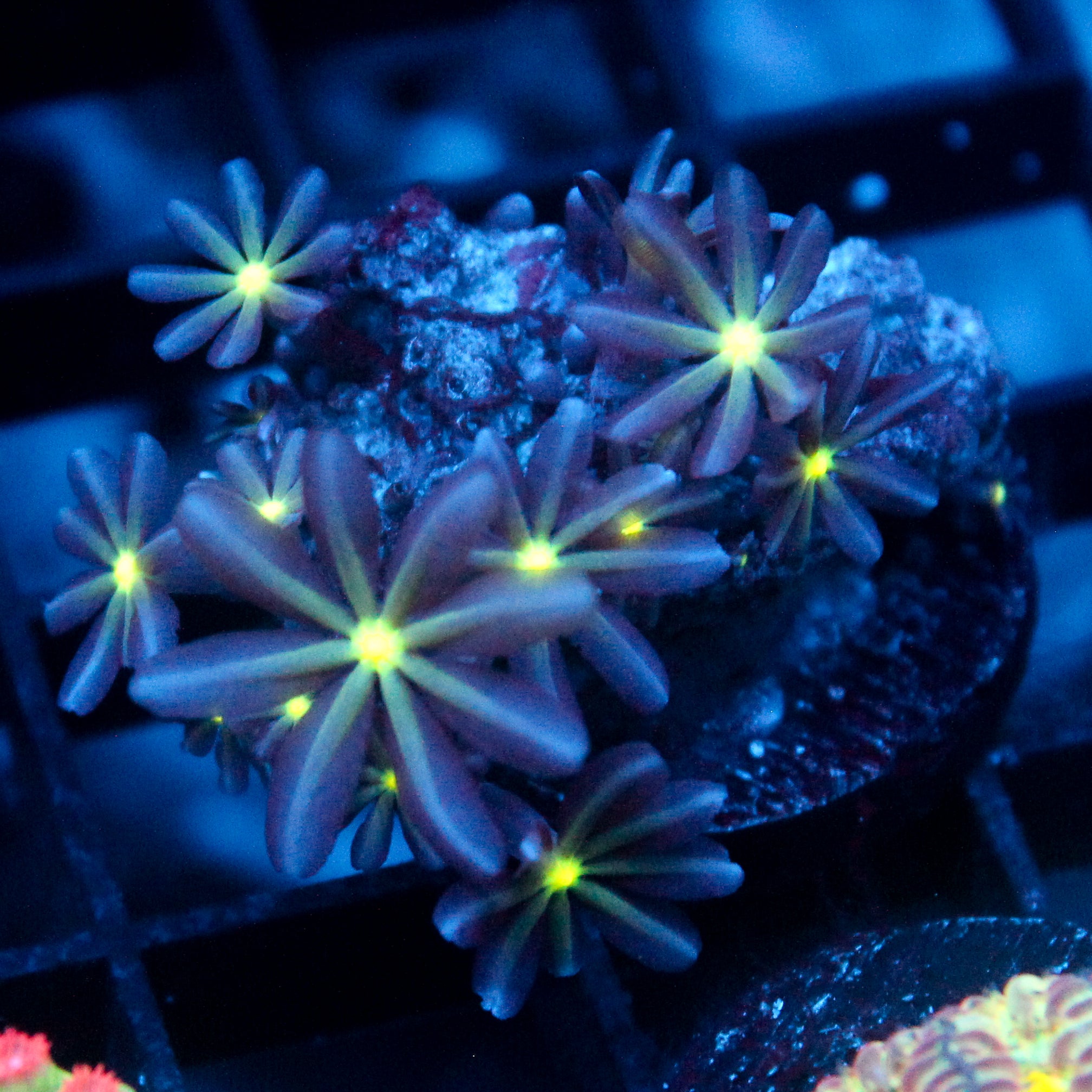 JC Enchantress Polyp Coral