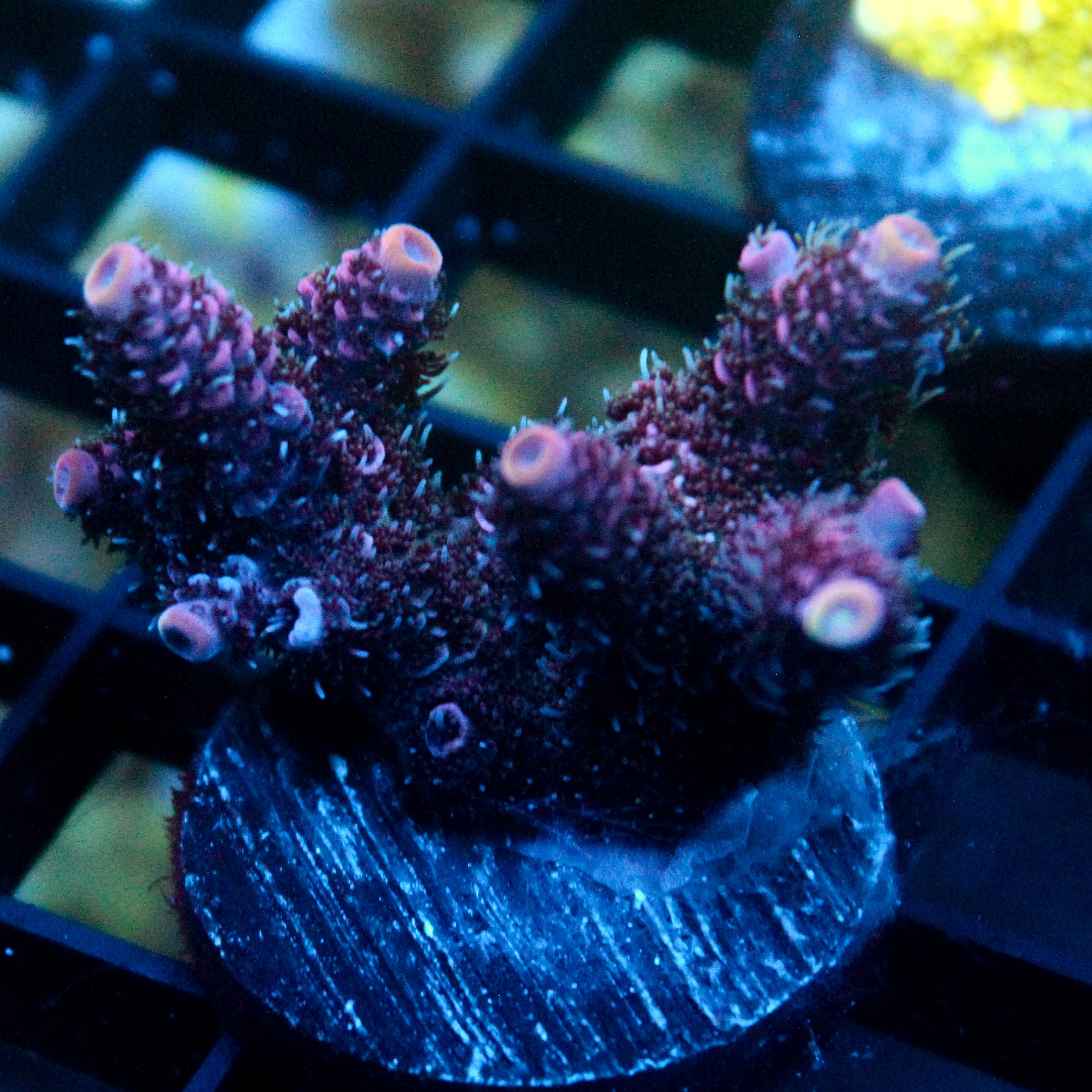 JC Enchantment Acro