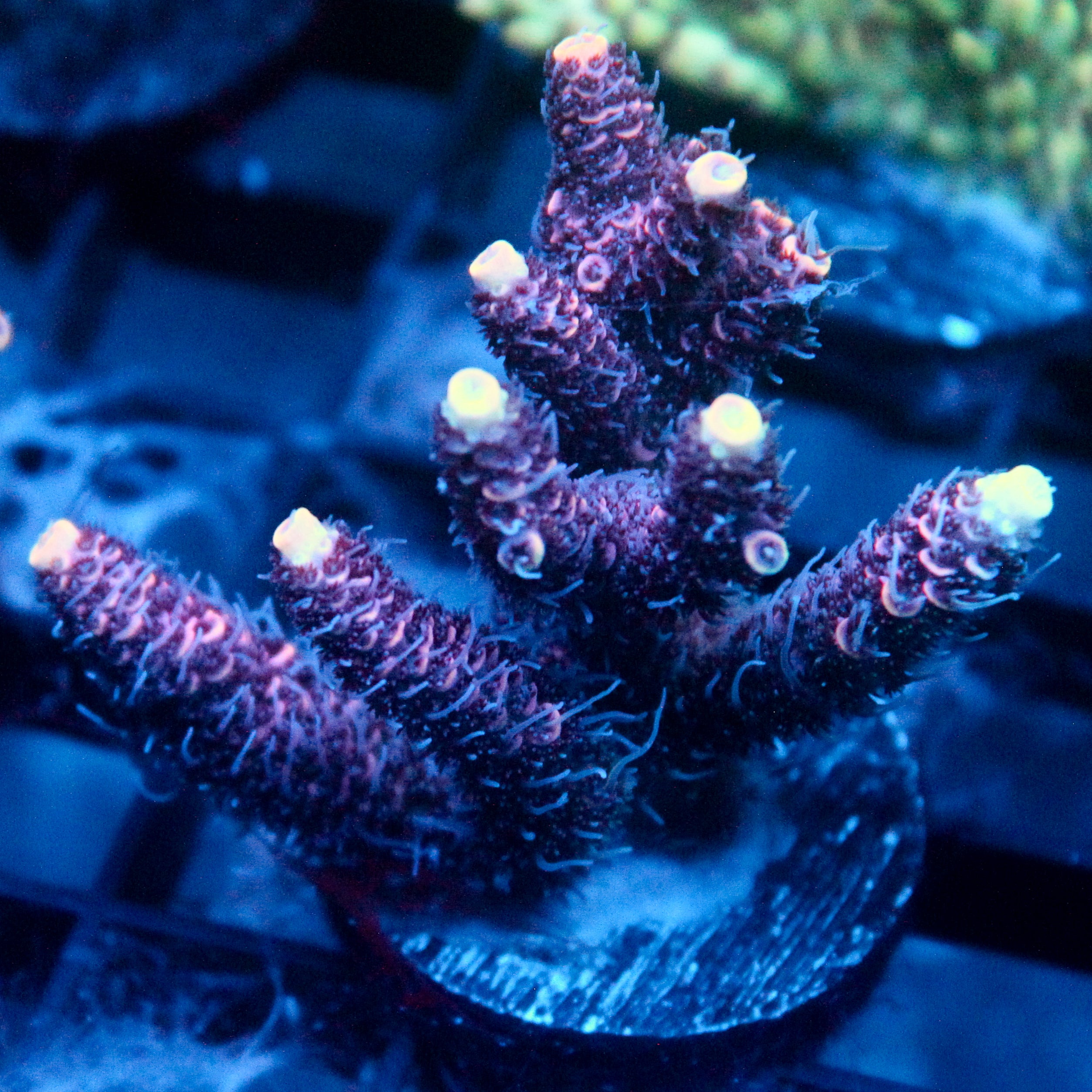 JC Hyacinth Acro