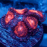 JC Speckled Kraze Zoanthid