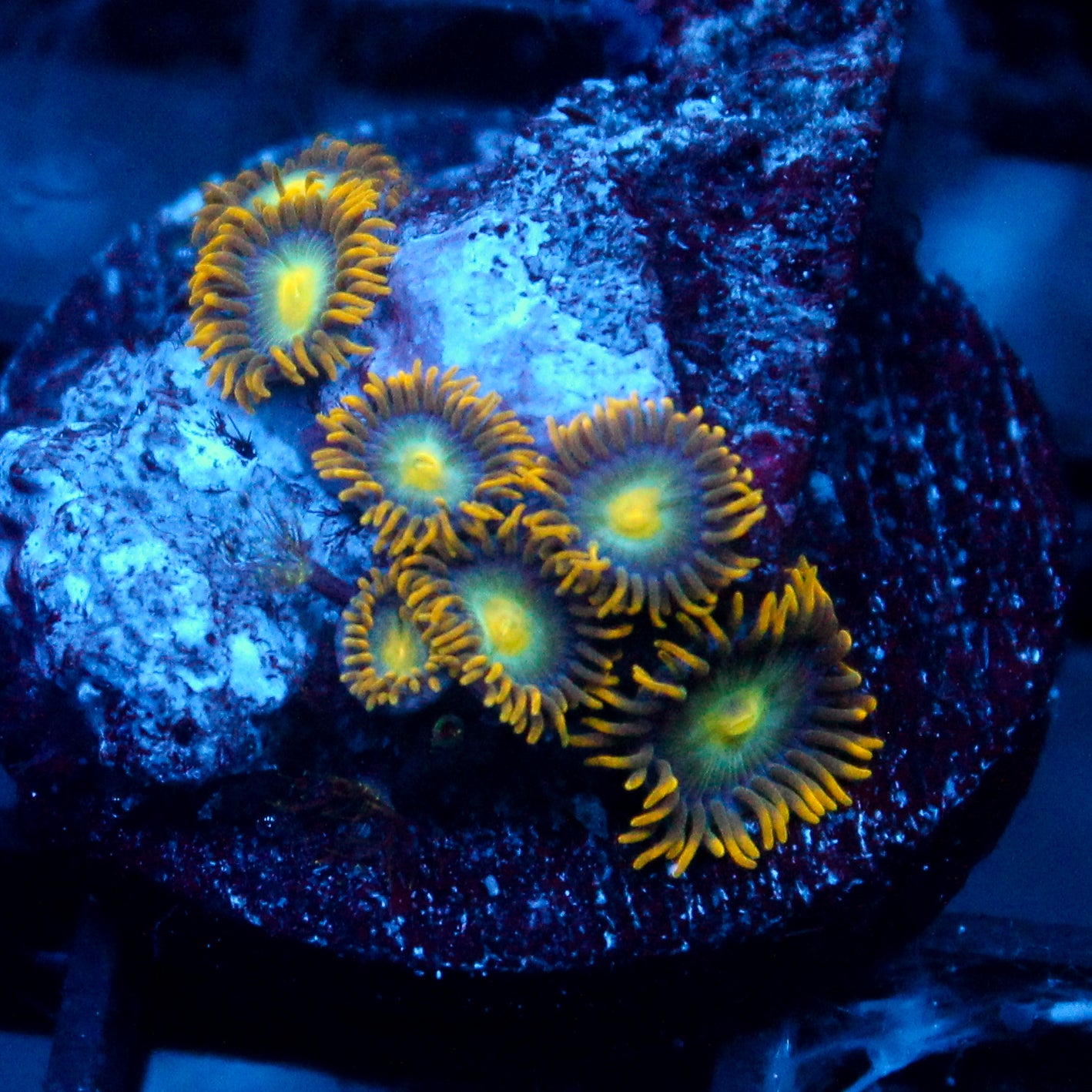 JC Saturn Zoanthid