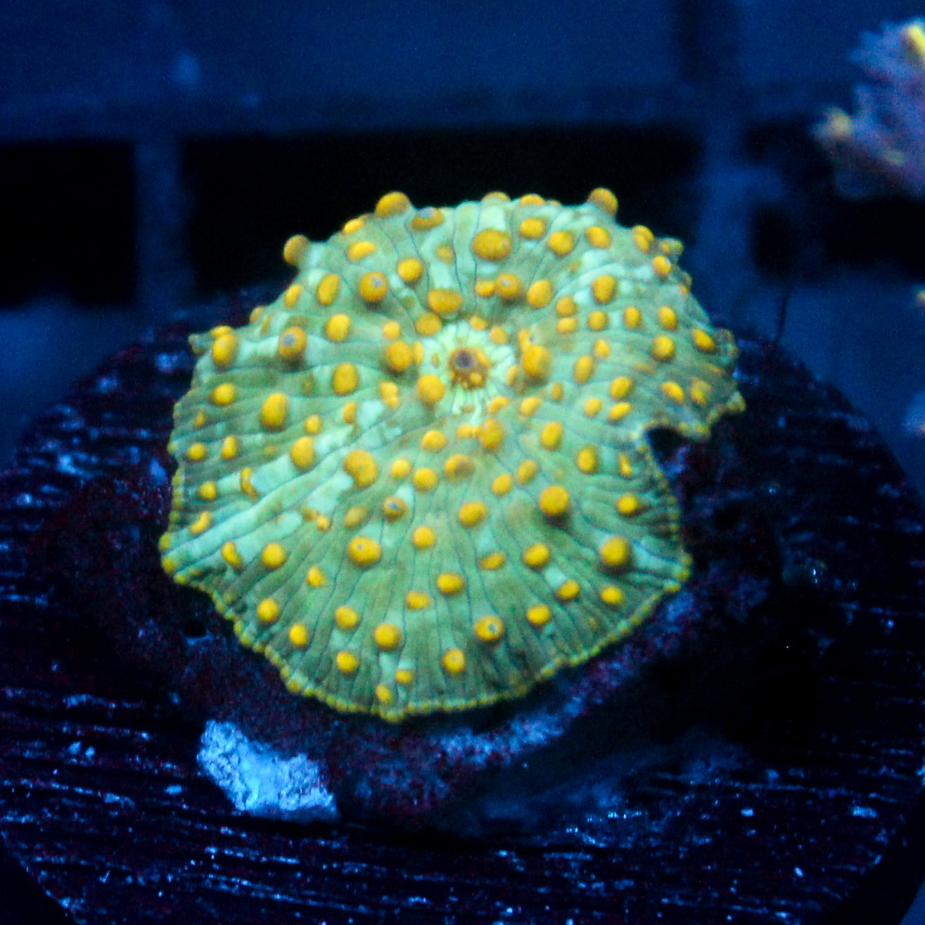 JC Firefly Discosoma
