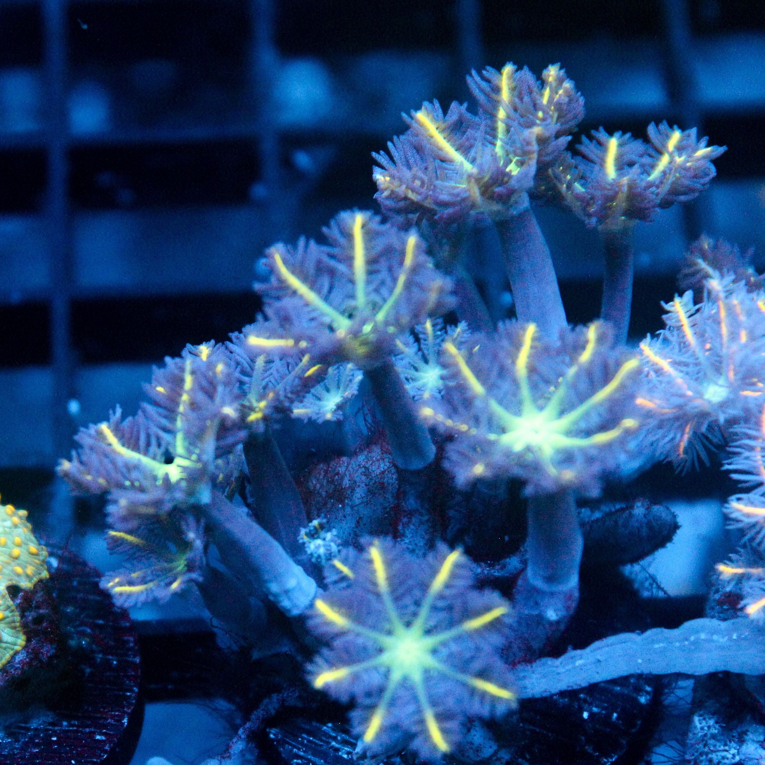 JC Yellow tip Clove Polyp