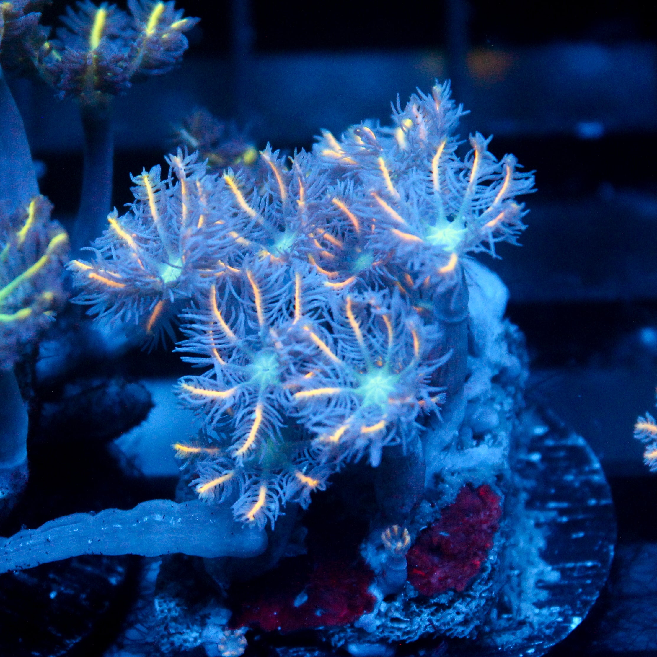 JC Orange Clove Polyp