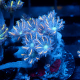 JC Orange Clove Polyp