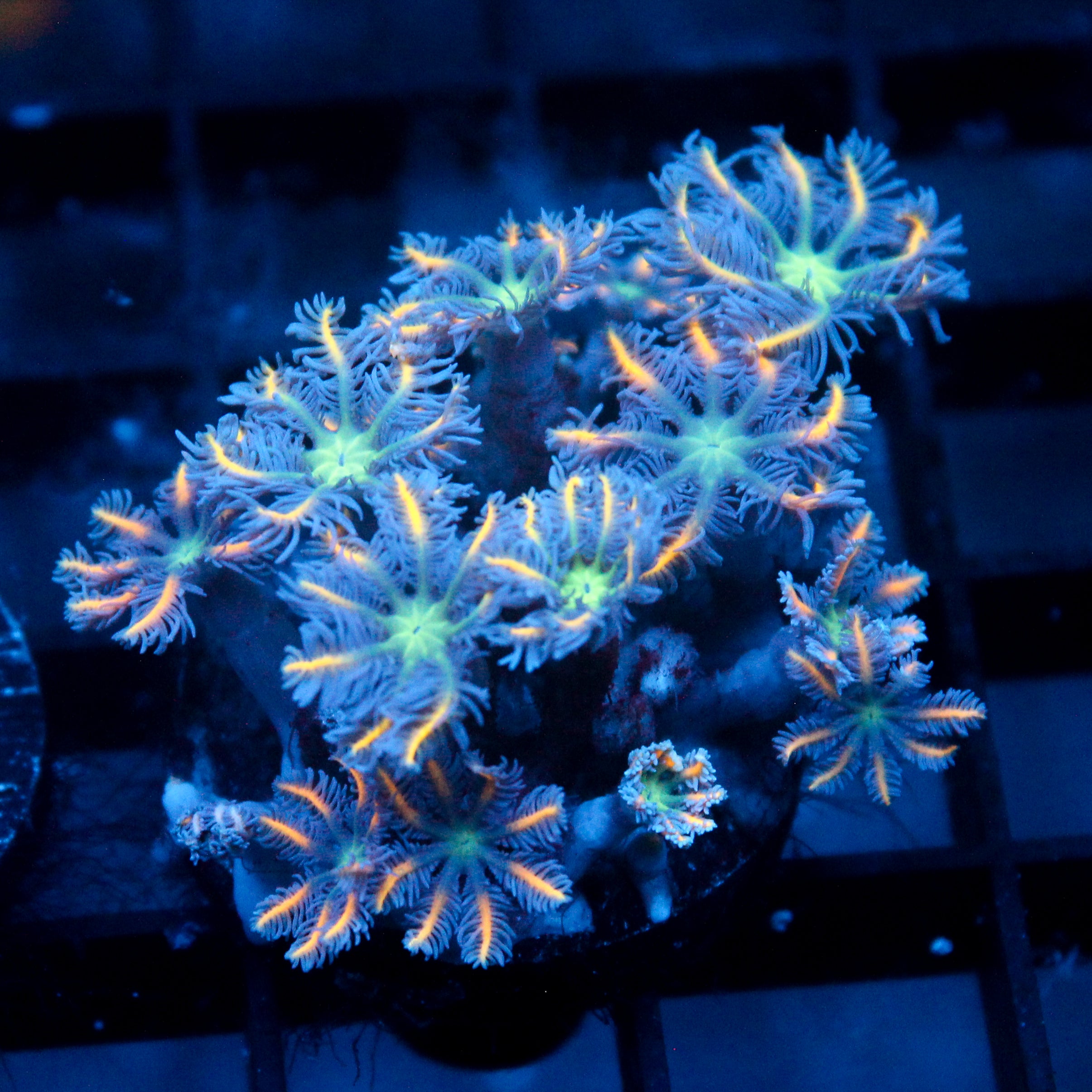 JC Orange Clove Polyp