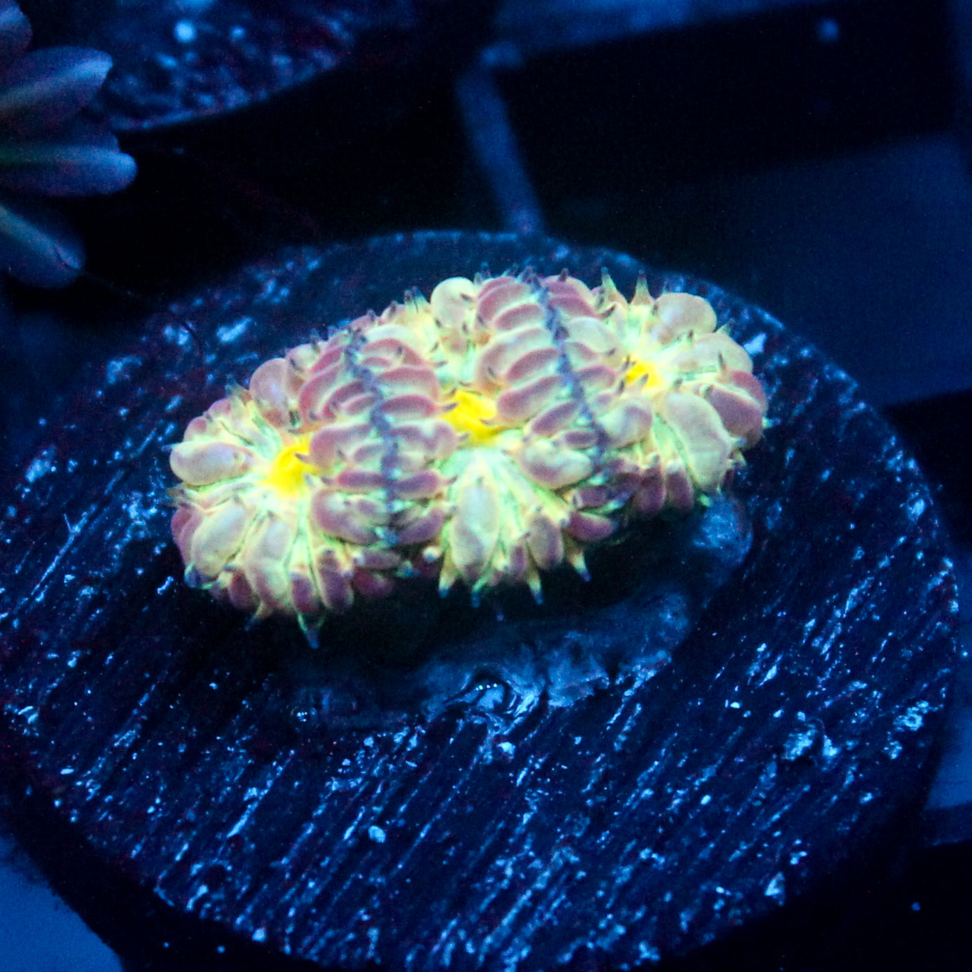 JC Flourish Fluff Blasto Merletti