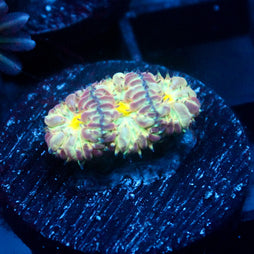 JC Flourish Fluff Blasto Merletti