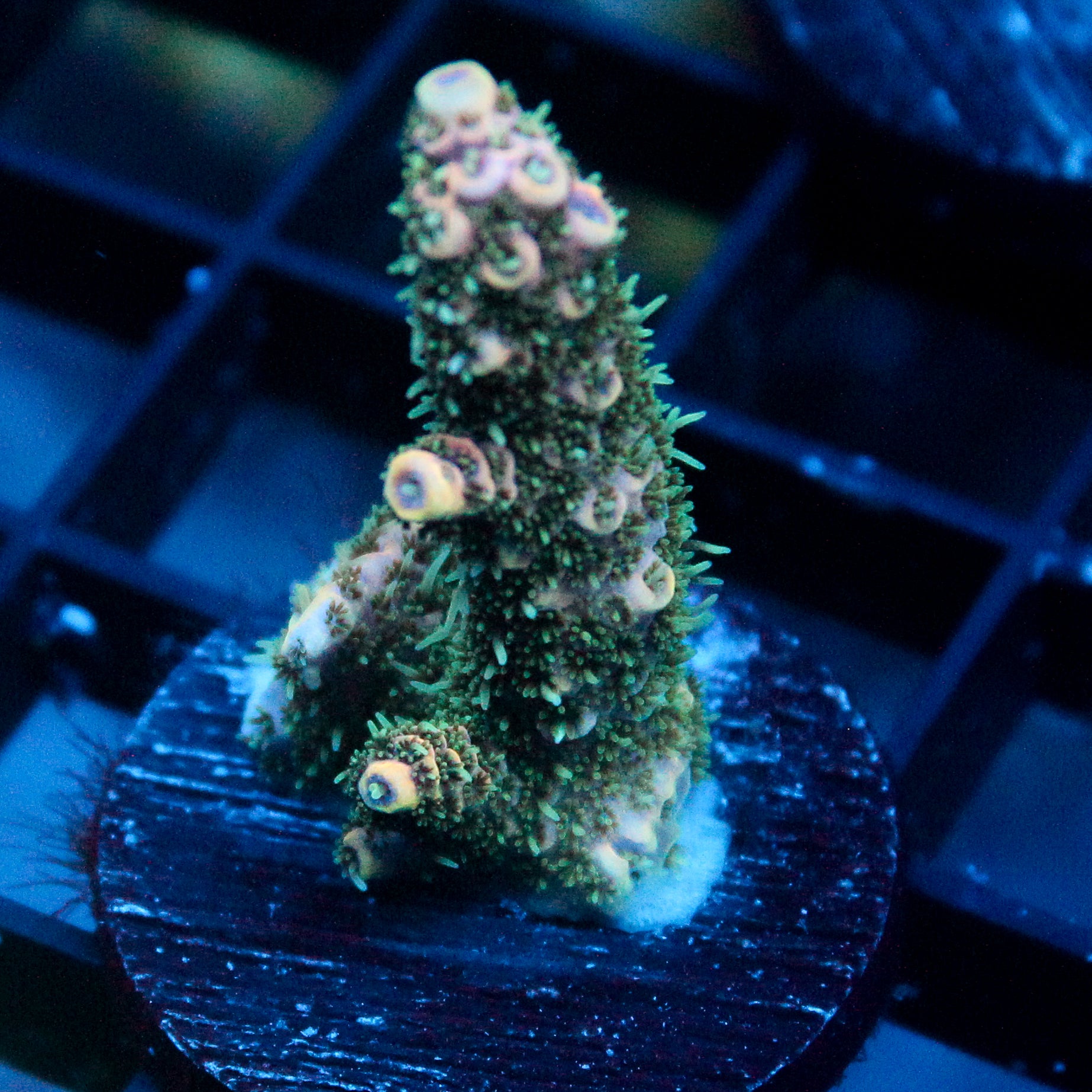 JC Fuzzy Acro