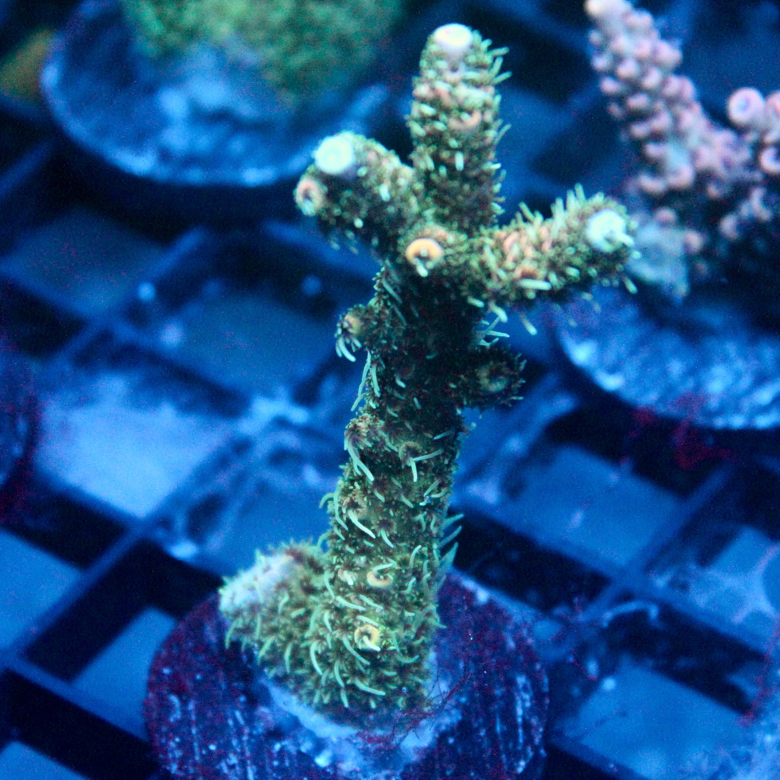 JC Tall Bog Acro