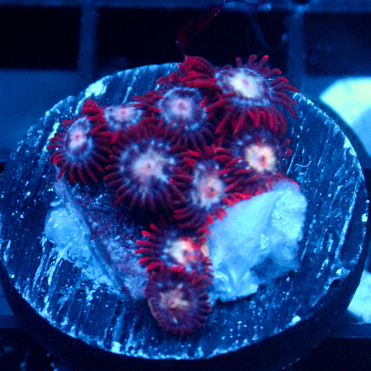 JC Edge of Reality Zoanthid