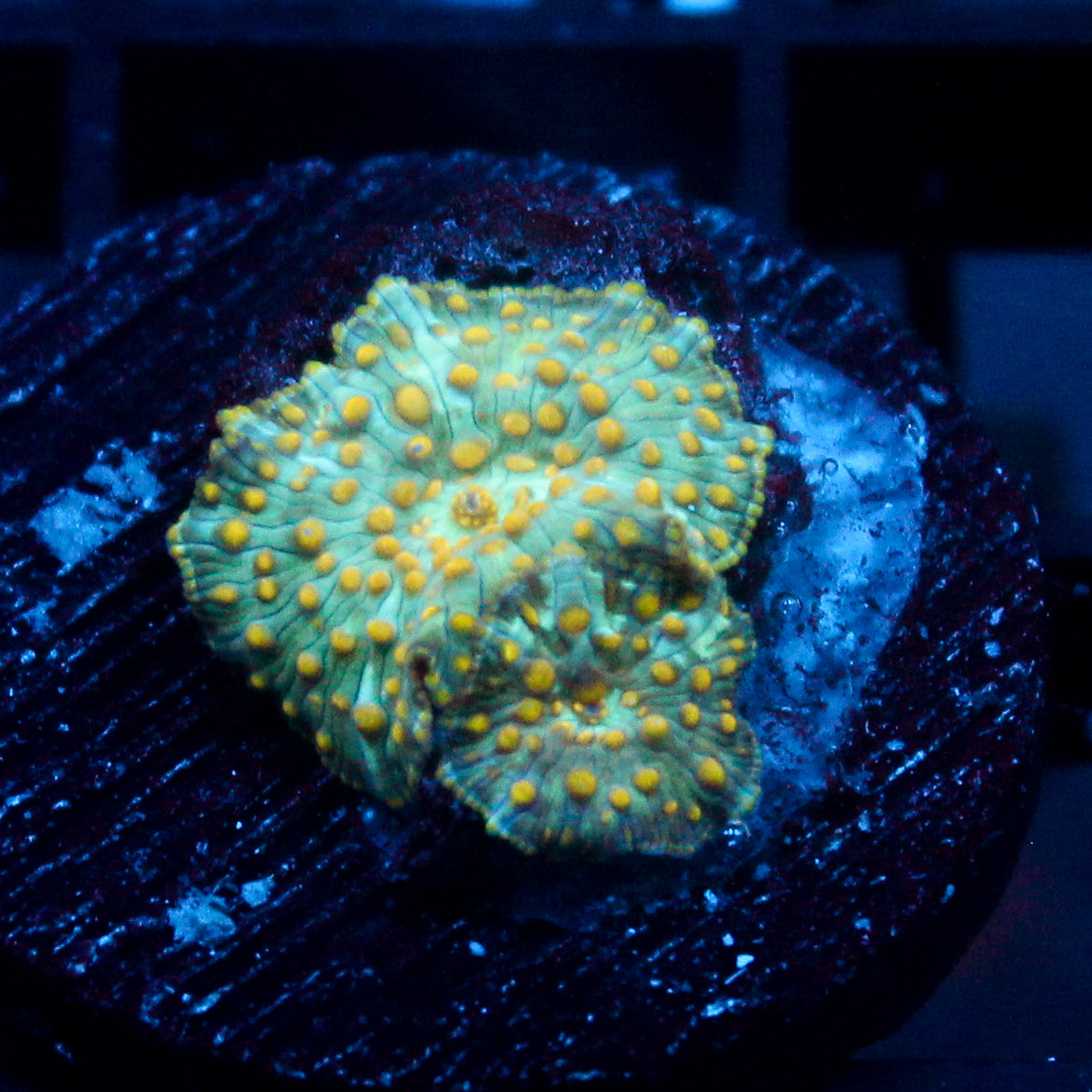 JC Firefly Discosoma Double