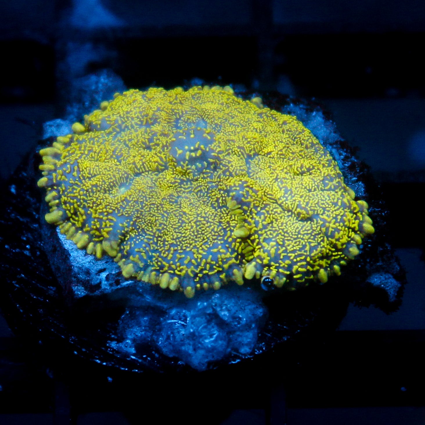 JC Glowstone Rhodactis