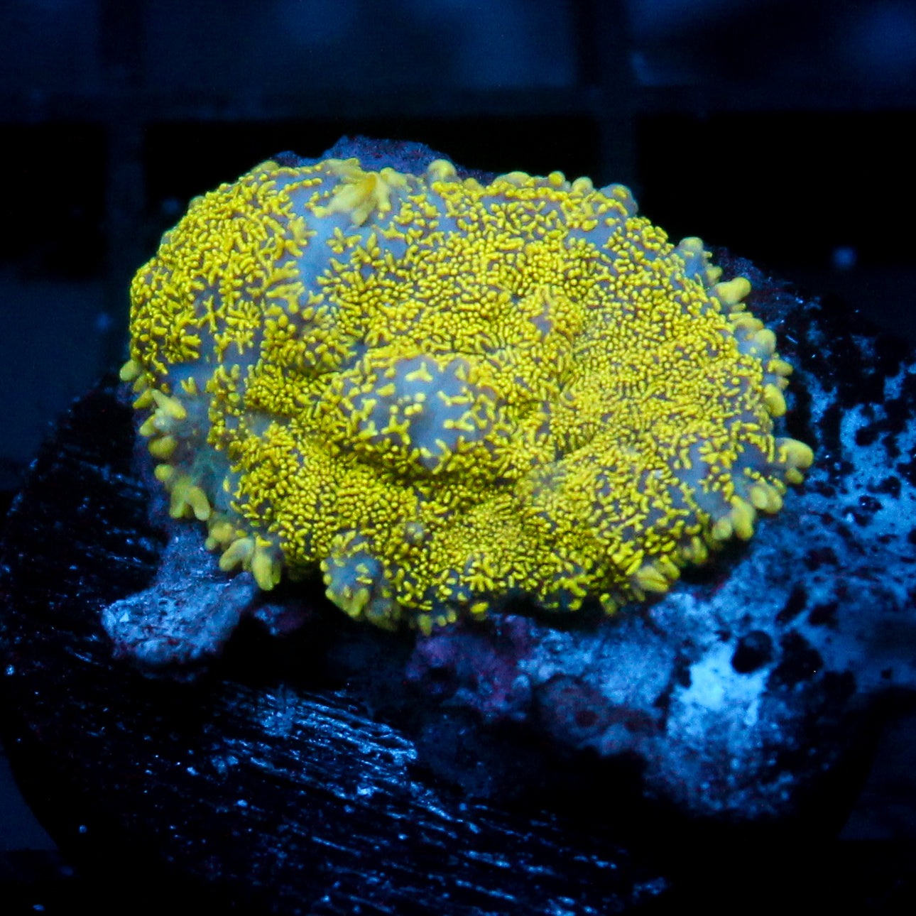 JC Glowstone Rhodactis