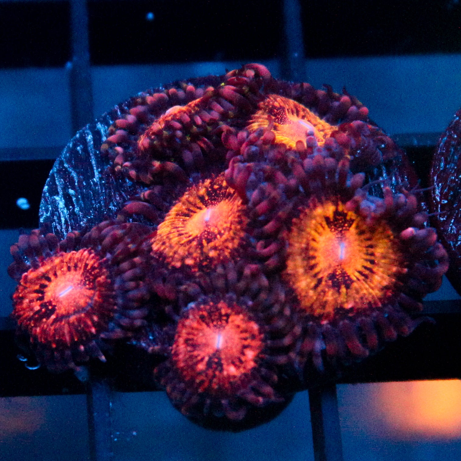 JC Speckled Kraze Zoanthid