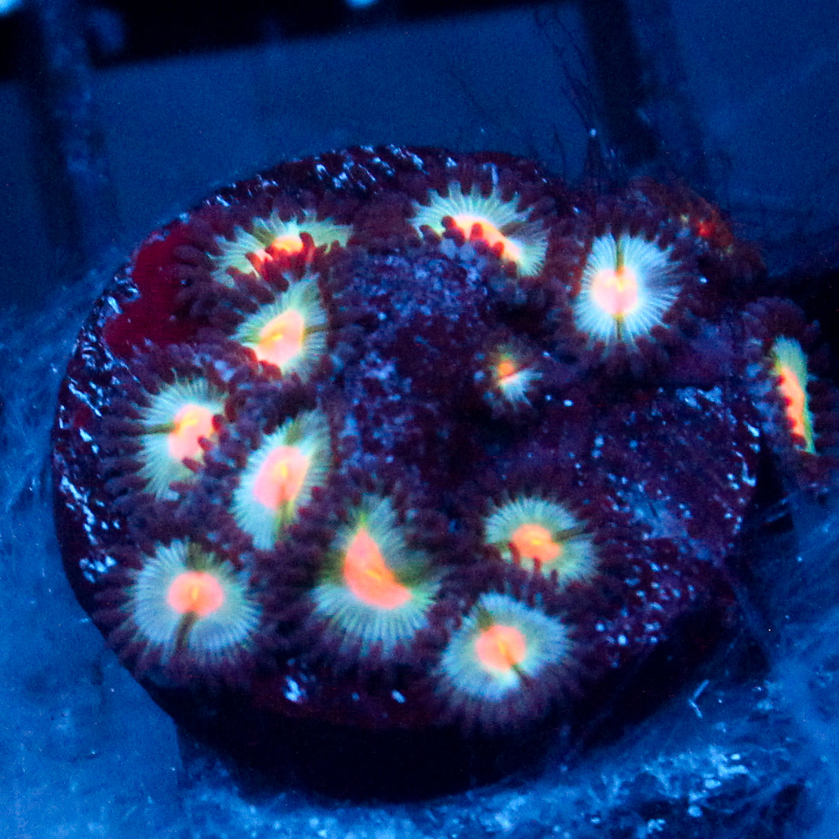 JC Blue Raven Zoanthid
