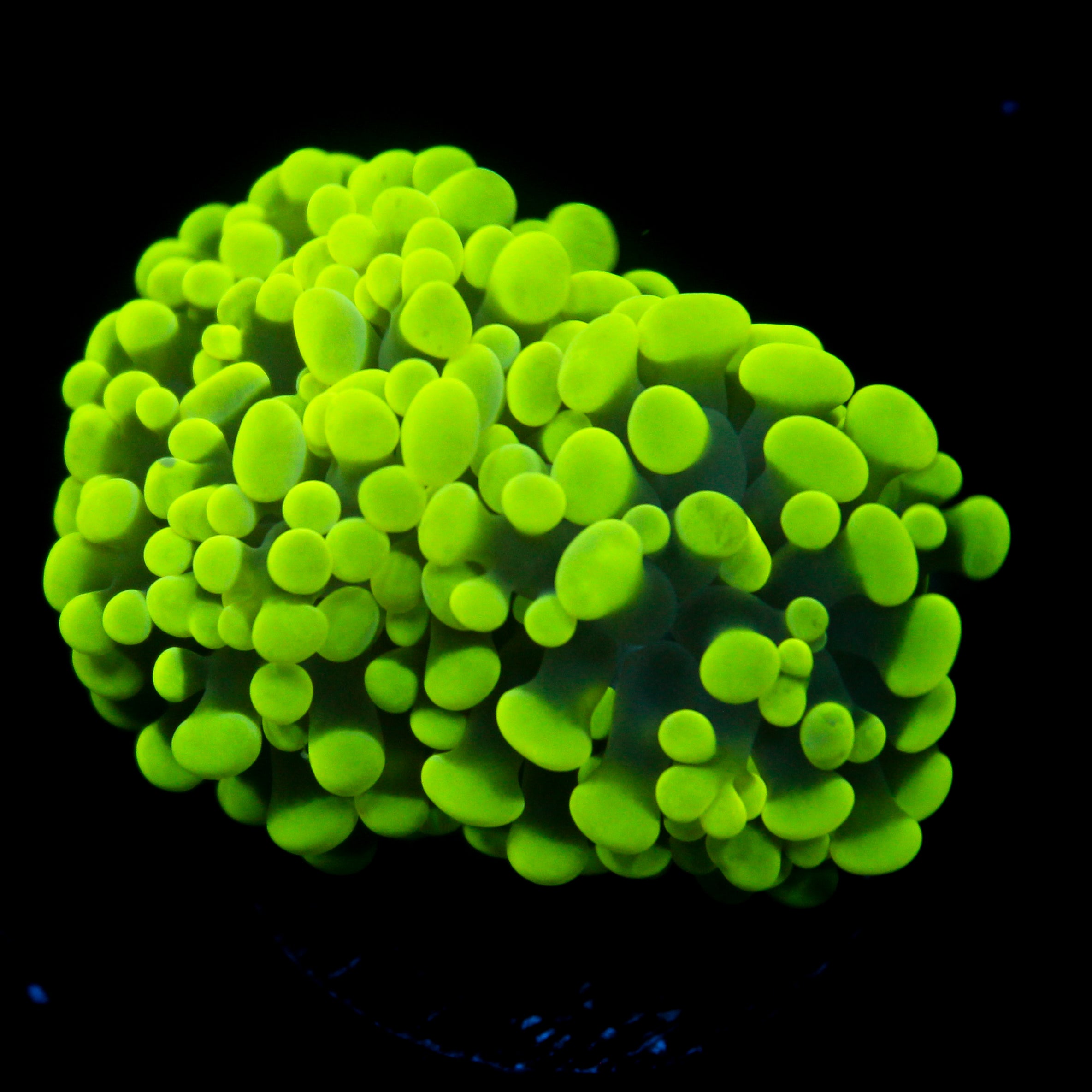 JC Flubber Framner