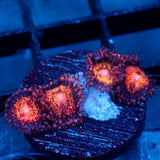 JC Speckled Kraze Zoanthid