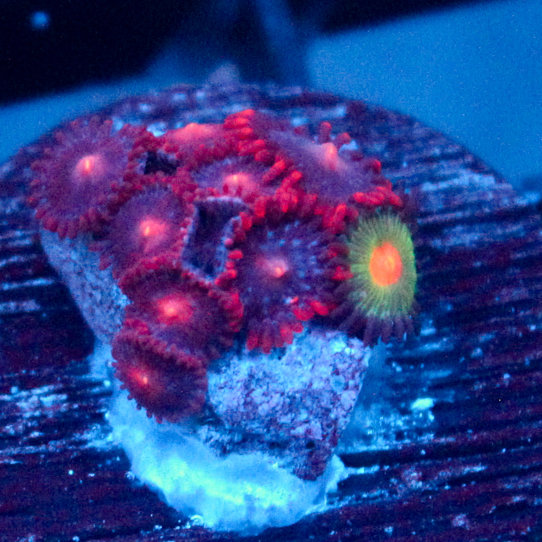 JC Pink Nova Zoanthid